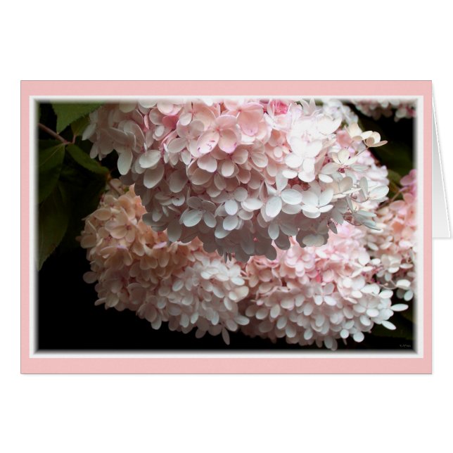 Cartão Esfregões de Hydrangea Rosa (Frente Horizontal)