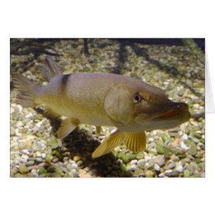 Cartão Esox lucius