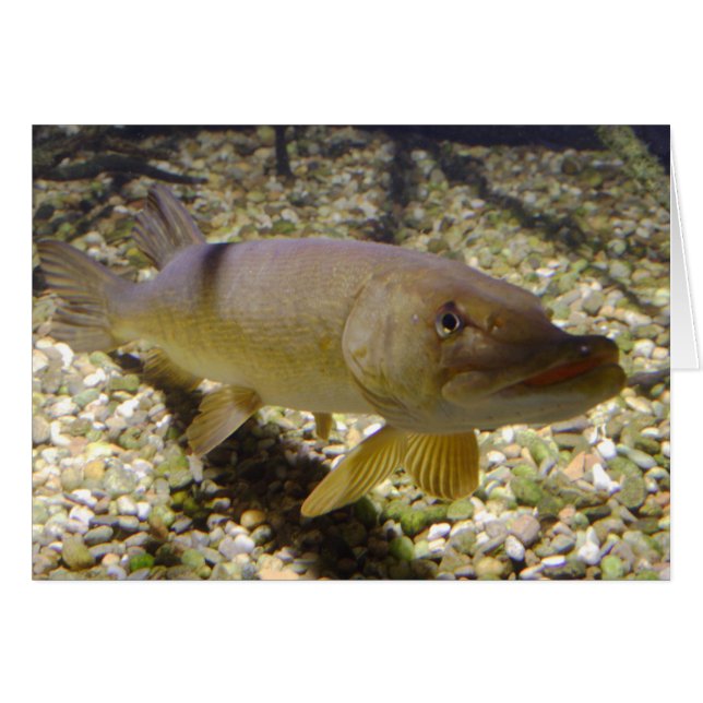 Cartão Esox lucius (Frente Horizontal)