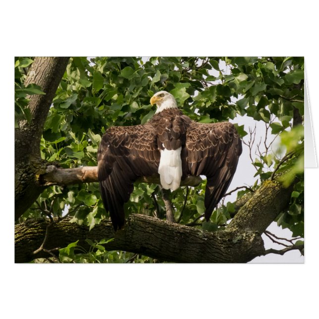 Cartão Espalhar águia (Frente Horizontal)