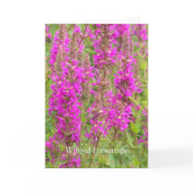 Espalhar Minhas Asas E Voar: Parabéns