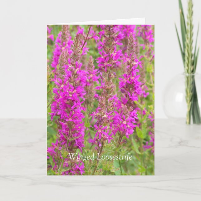 Cartão Espalhar Minhas Asas E Voar: Parabéns (Frente)