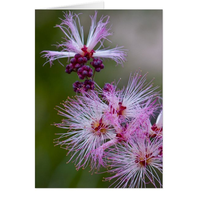 Cartão Espanador feericamente (Frente)