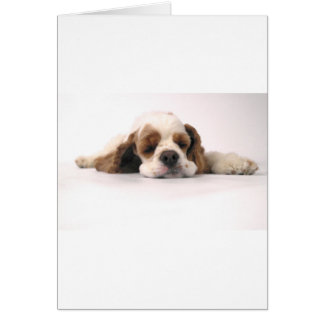 Cartão Espanhol de Cocker Vermelho/Branco Dormindo