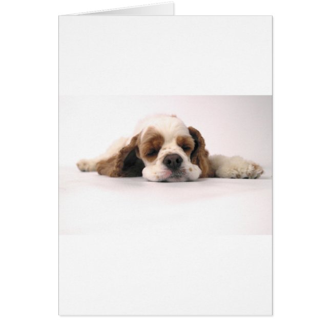 Cartão Espanhol de Cocker Vermelho/Branco Dormindo (Frente)