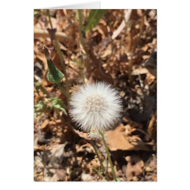 Cartão Esperança (Frente)