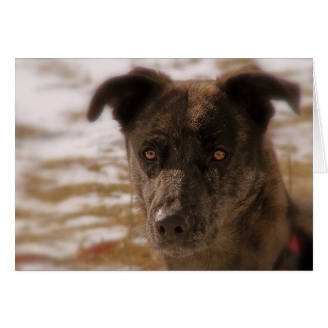 Cartão Esperança German shepherd Todas as Ocasiões (Frente Horizontal)