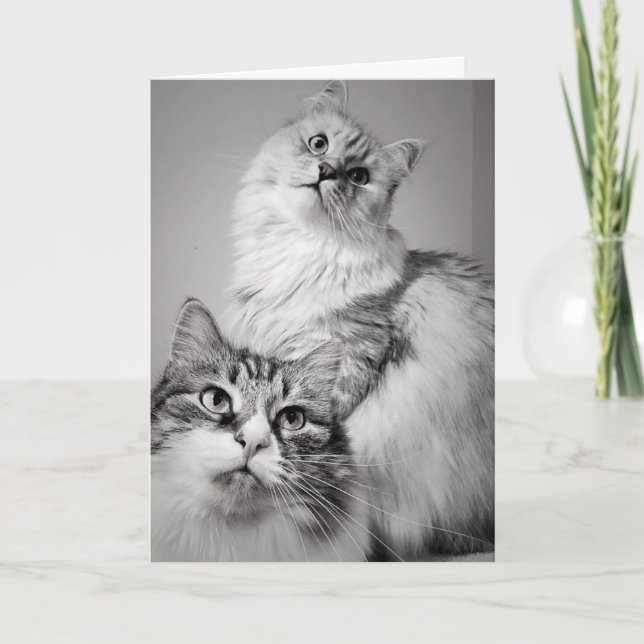 Cartão Esperando pacientemente por Bolo (aniversário do c (Frente)