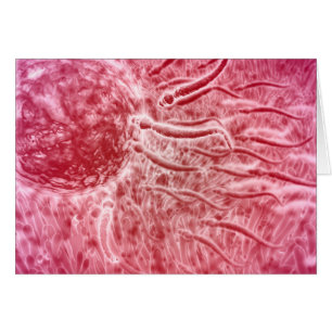 Cartão Esperma Viajando Em Direção Ao Ovo Com Cellia