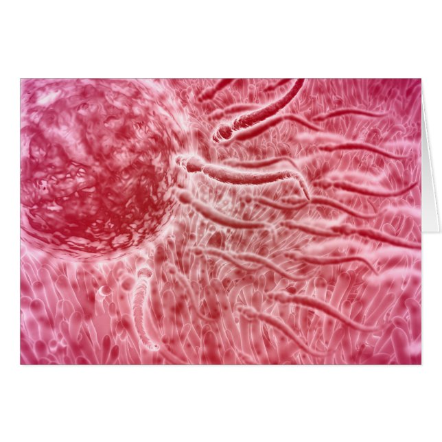 Cartão Esperma Viajando Em Direção Ao Ovo Com Cellia (Frente Horizontal)