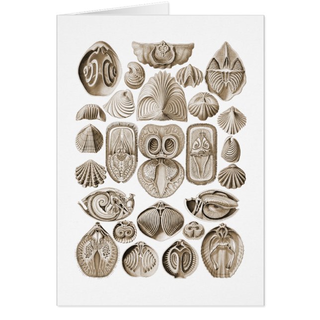 Cartão Espirobranchia (Frente)