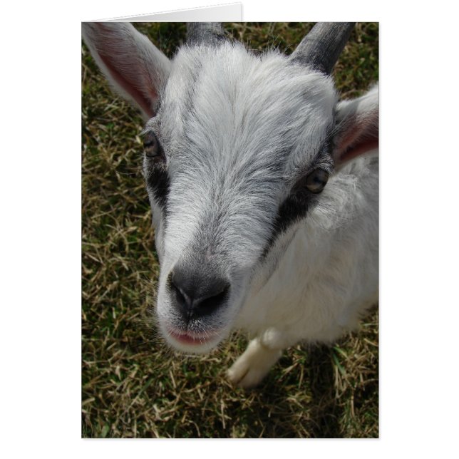 Cartão Espreita o Billy Kid alpino (Frente)