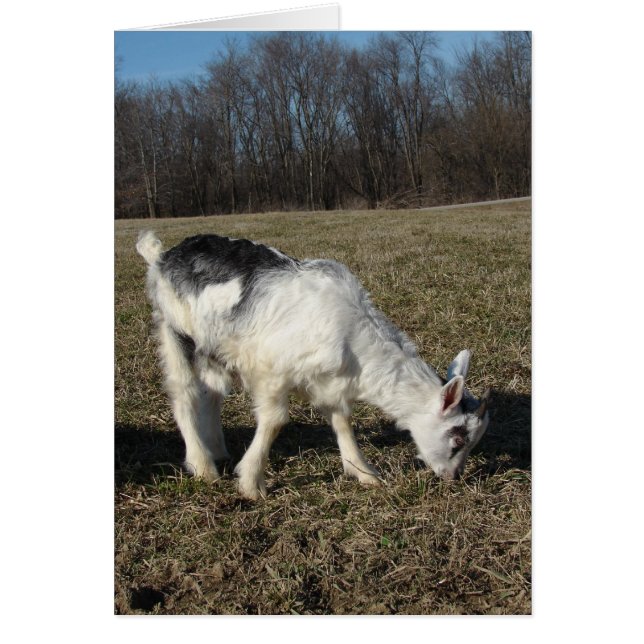 Cartão Espreita O Garoto De Cabra (Frente)