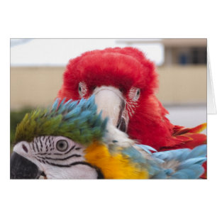 Cartão Espreite uma vaia