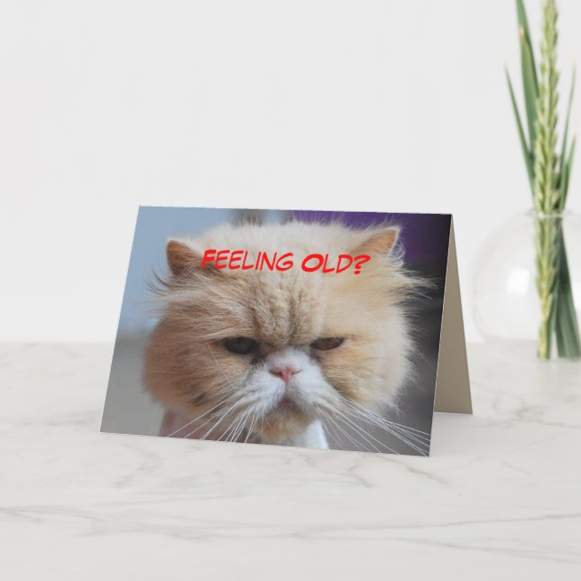 Cartão Esqueça Gato Persa Humor (Frente)