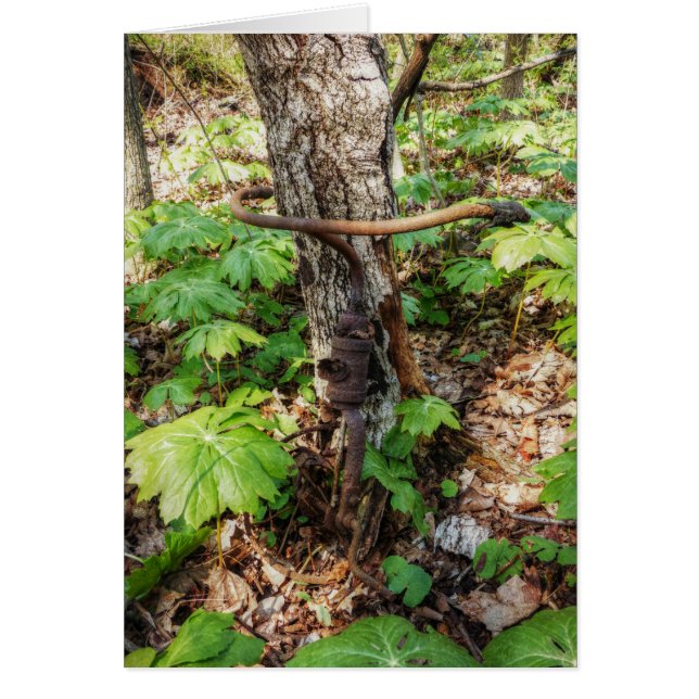 Cartão Esquecido (Frente)