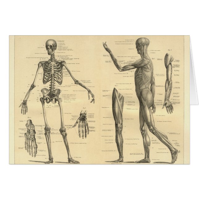 Cartão Esqueleto da anatomia e músculos humanos do corpo (Frente Horizontal)