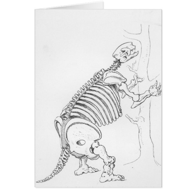 Cartão Esqueleto de um Mylodon (Frente)