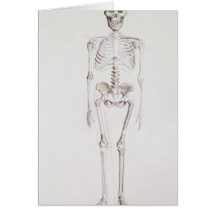 Cartão Esqueleto do africanus do Australopithecus