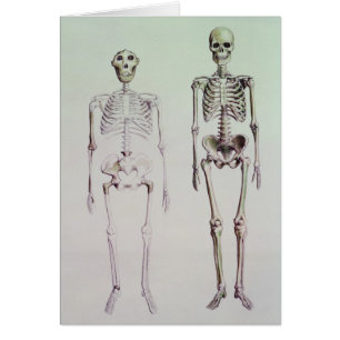 Cartão Esqueletos do Australopithecus Boisei