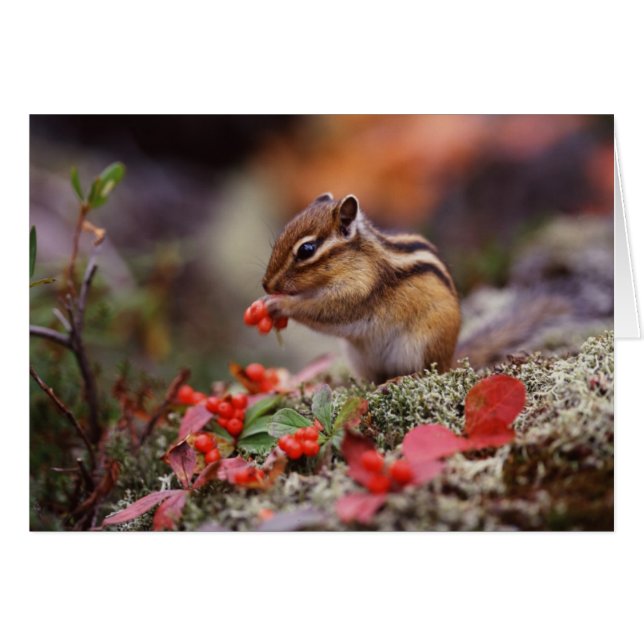 Cartão Esquilo (Frente Horizontal)