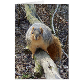 Cartão Esquilo!