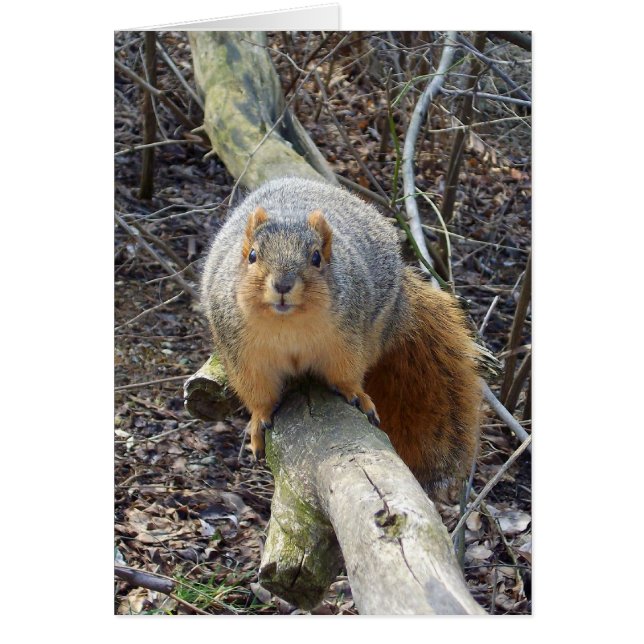 Cartão Esquilo! (Frente)