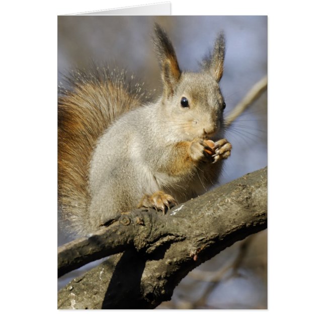 Cartão Esquilo (Frente)