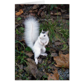 Cartão Esquilo branco