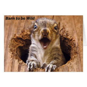 Cartão Esquilo chocado