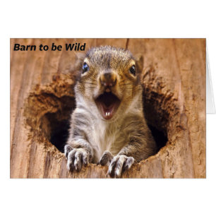 Cartão Esquilo chocado