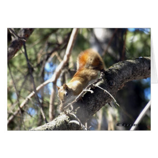 Cartão Esquilo Curioso