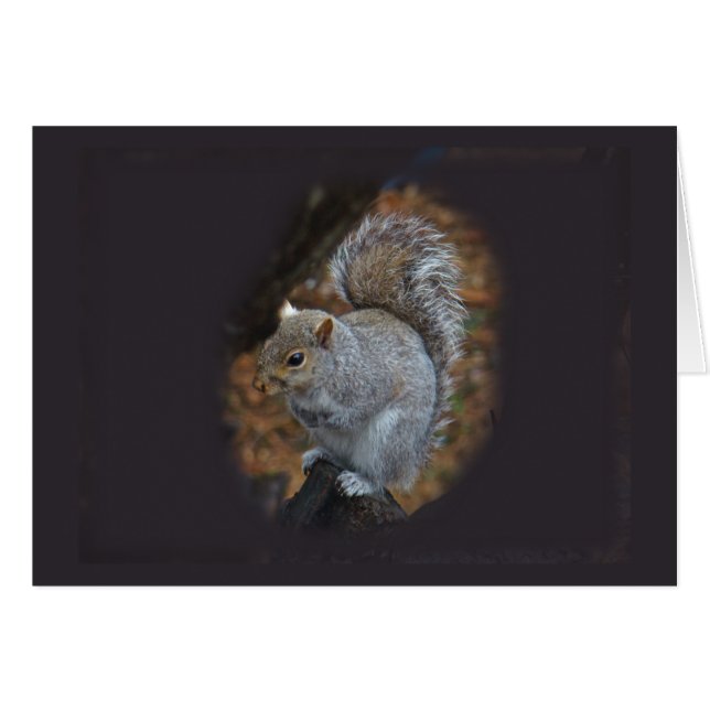 Cartão Esquilo da Cinza oriental - Sciurus carolinensis (Frente Horizontal)