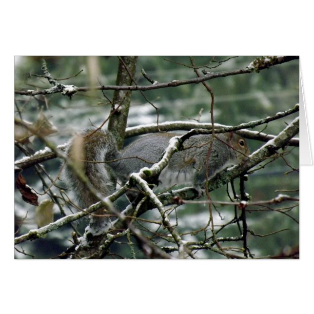 Cartão Esquilo de inverno (Frente Horizontal)