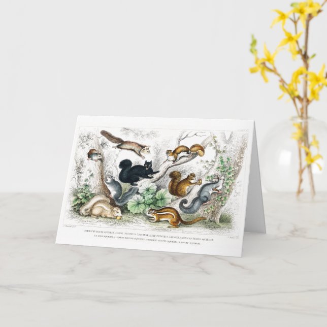 Cartão Esquilo Negro Americano, Ariel Petaurus, Esquilo (Flor Amarela)