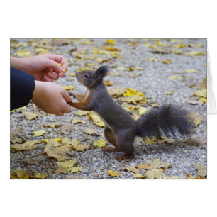 Cartão Esquilo Vermelho
