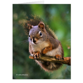 Cartão Esquilo Vermelho de Saucy no Fir