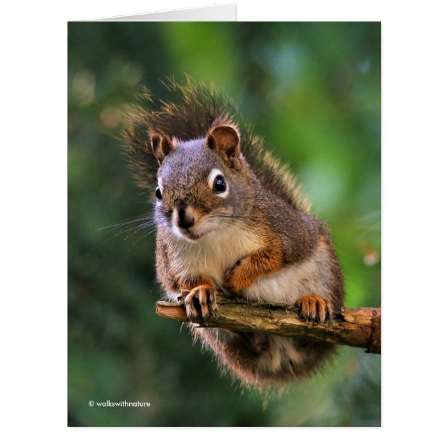 Cartão Esquilo Vermelho de Saucy no Fir (Frente)