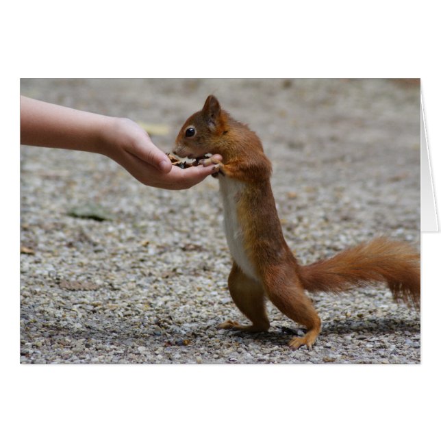Cartão Esquilo-vermelho-eurasiático (Frente Horizontal)