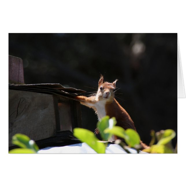 Cartão Esquilo vermelho, Tresco (Frente Horizontal)