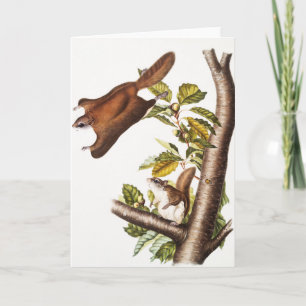 Cartão Esquilo Voador de Oregon (Pteromys Origonensis)