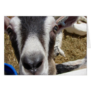 Cartão Essa É A Comida Da Câmera?