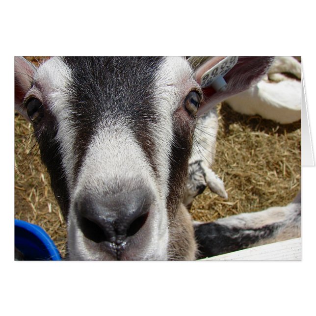 Cartão Essa É A Comida Da Câmera? (Frente Horizontal)
