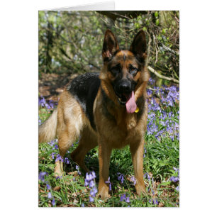 Cartão Estabelecimento do german shepherd