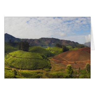 Cartão Estado India de Kerala da plantação de chá