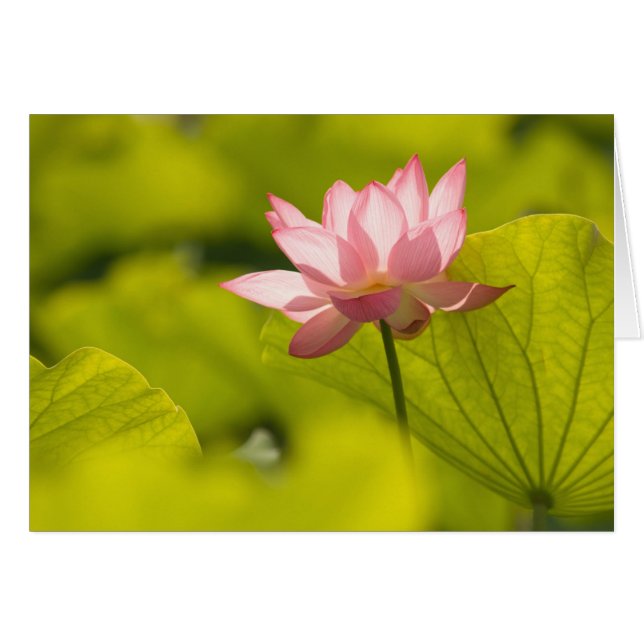 Cartão Estados Unidos, DC, Washington, Kenilworth 2 (Frente Horizontal)