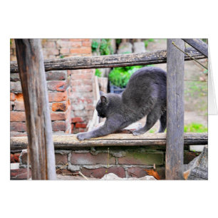 Cartão Esticando o gato