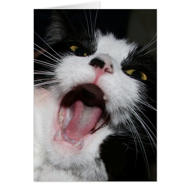 Cartão Estou falando com você! Gato Louco (Frente)