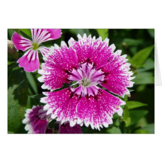 Cartão Estreita o cravo Dianthus Rosa/Puro