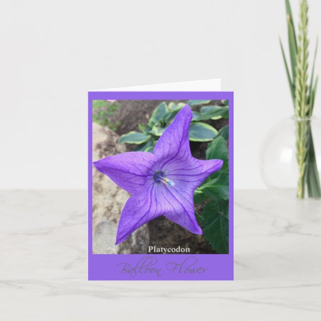 Cartão Estrela da Placa de Nota do Jardim "Platycodon" (Frente)